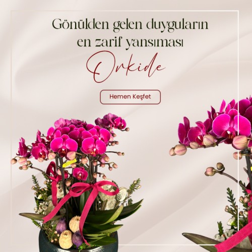 orkide