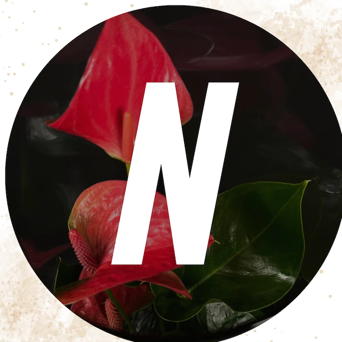 Cam İçinde Bitkiler