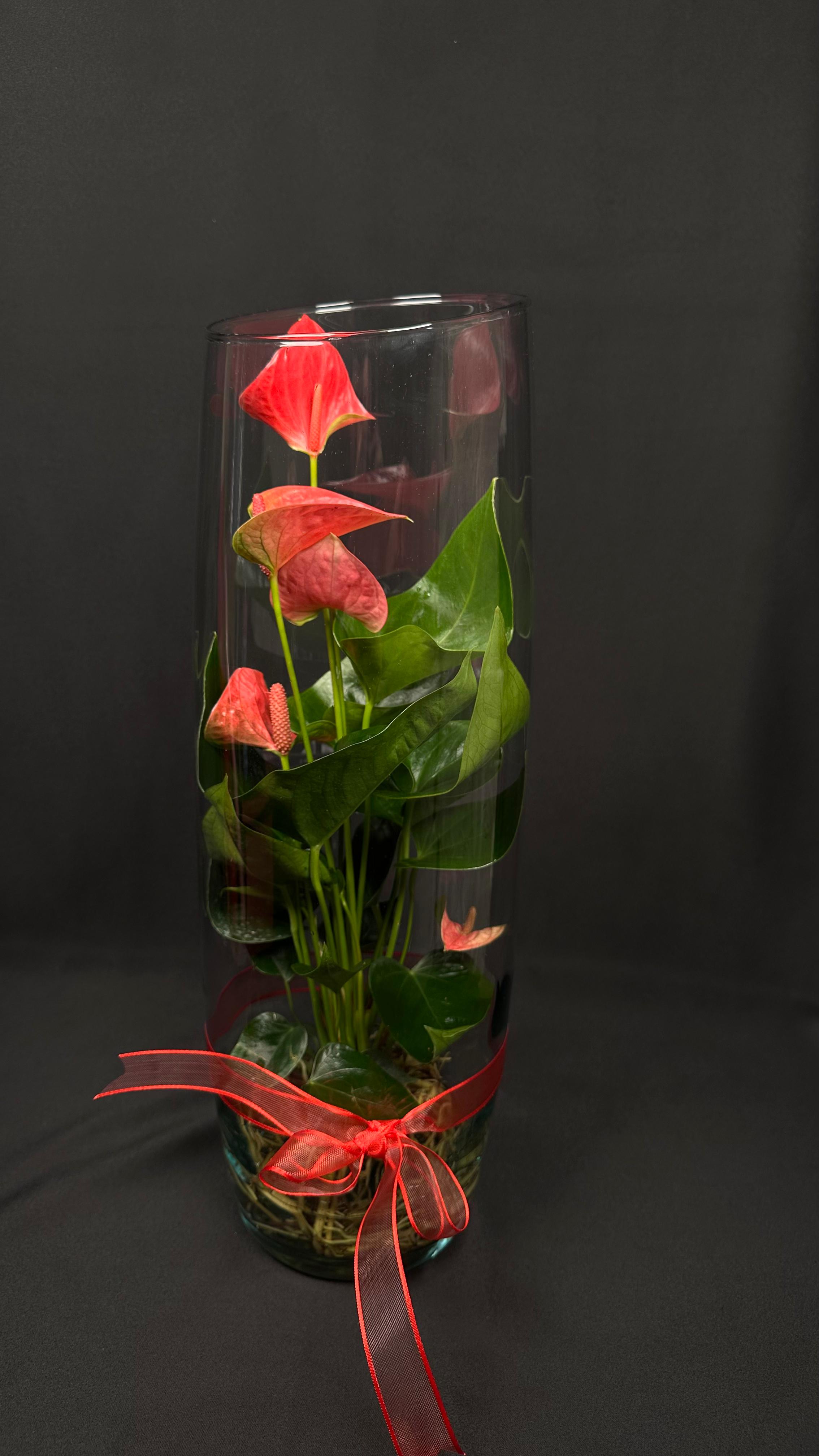 Camda Anthurium