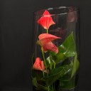 Camda Anthurium