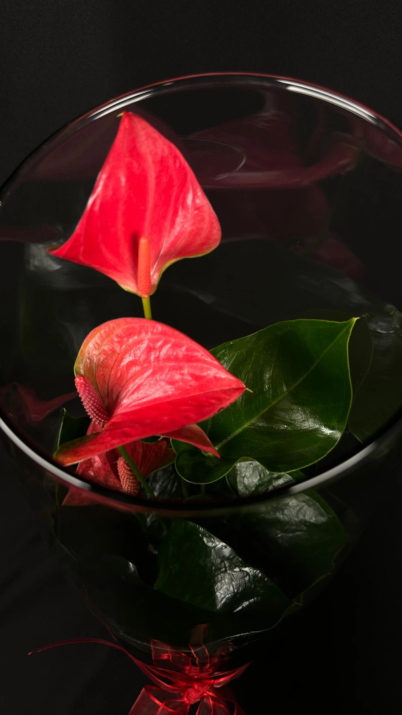 Camda Anthurium