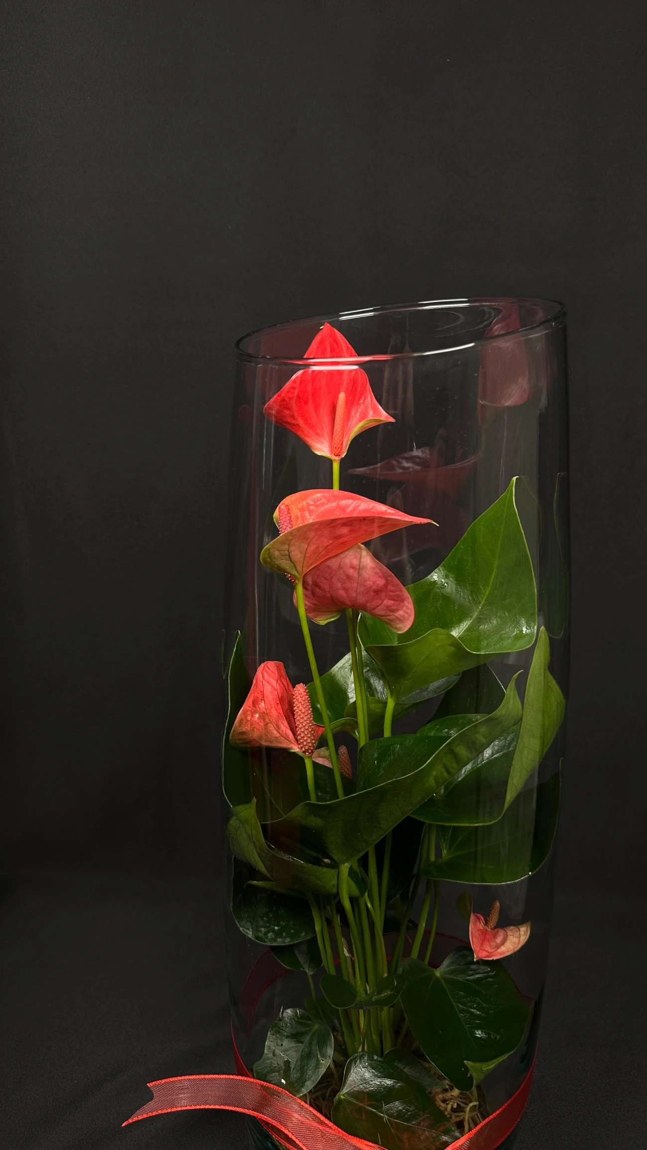 Camda Anthurium