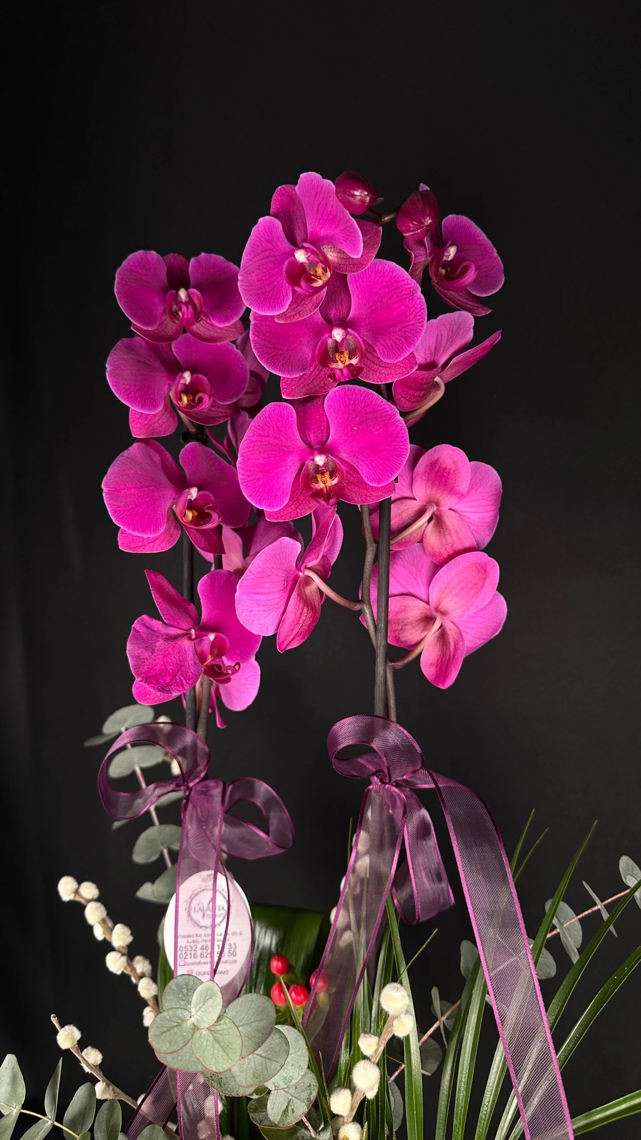 Morun Asaleti Çift Dalı Orkide