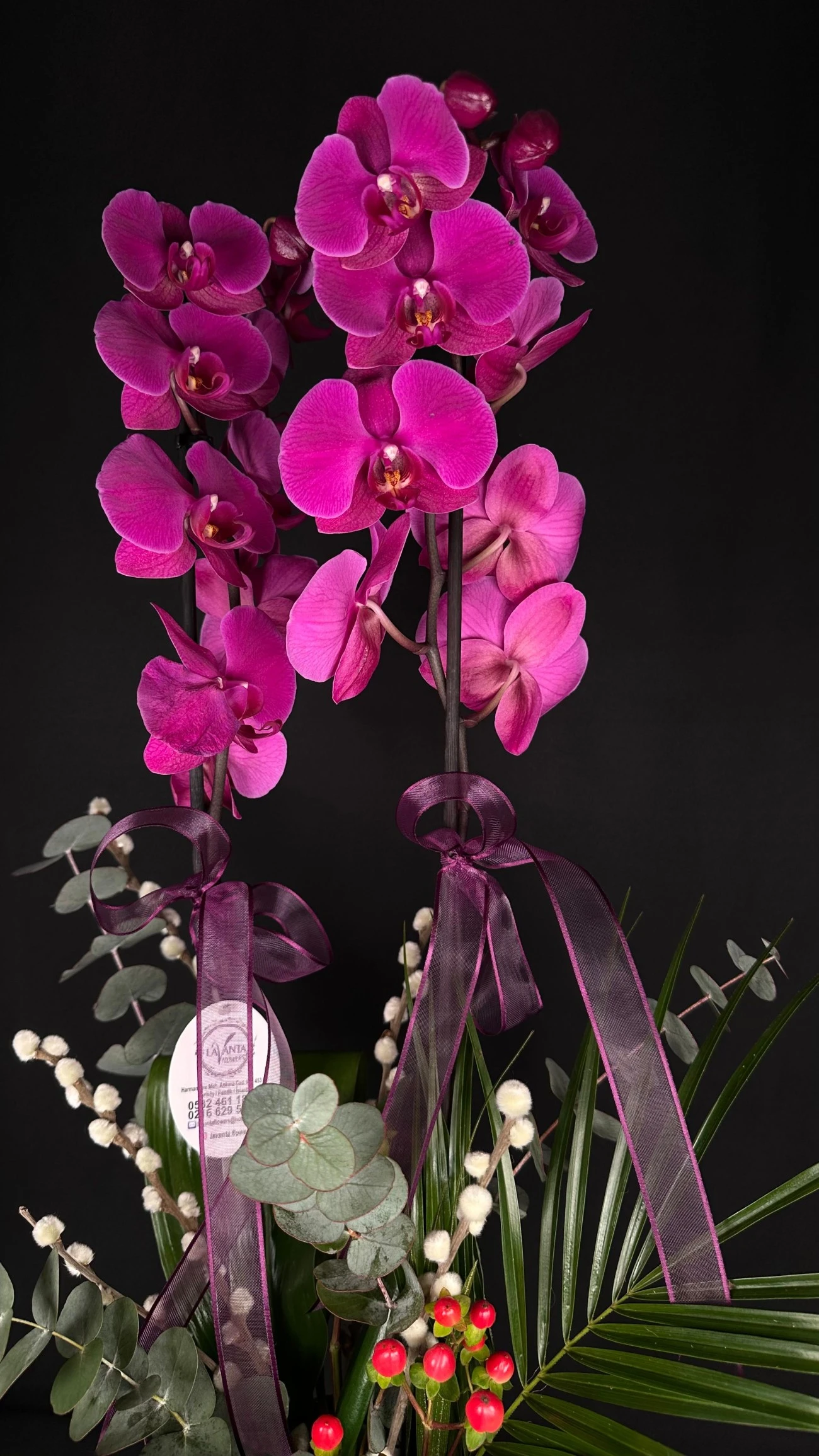 Morun Asaleti Çift Dalı Orkide