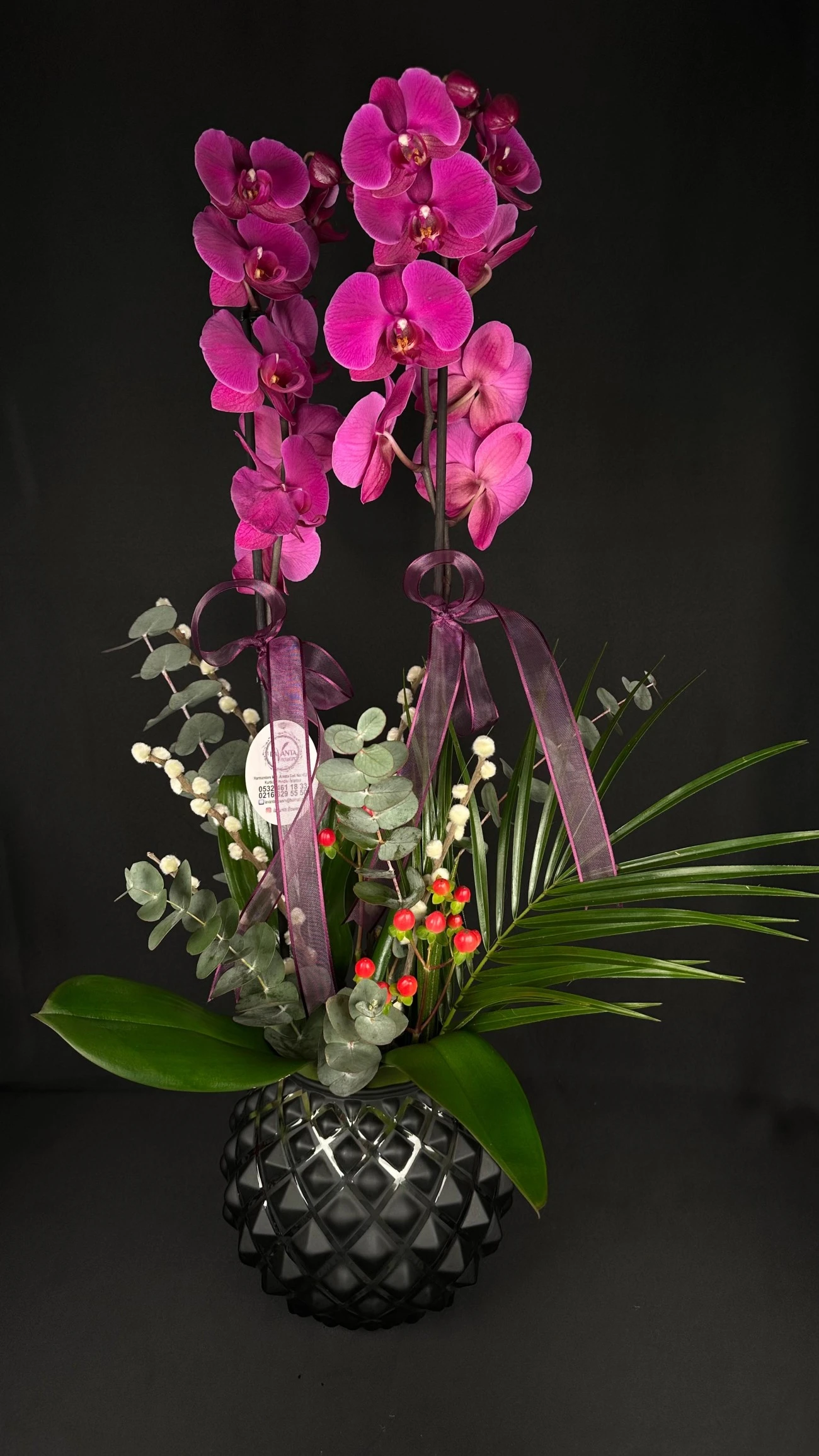 Morun Asaleti Çift Dalı Orkide