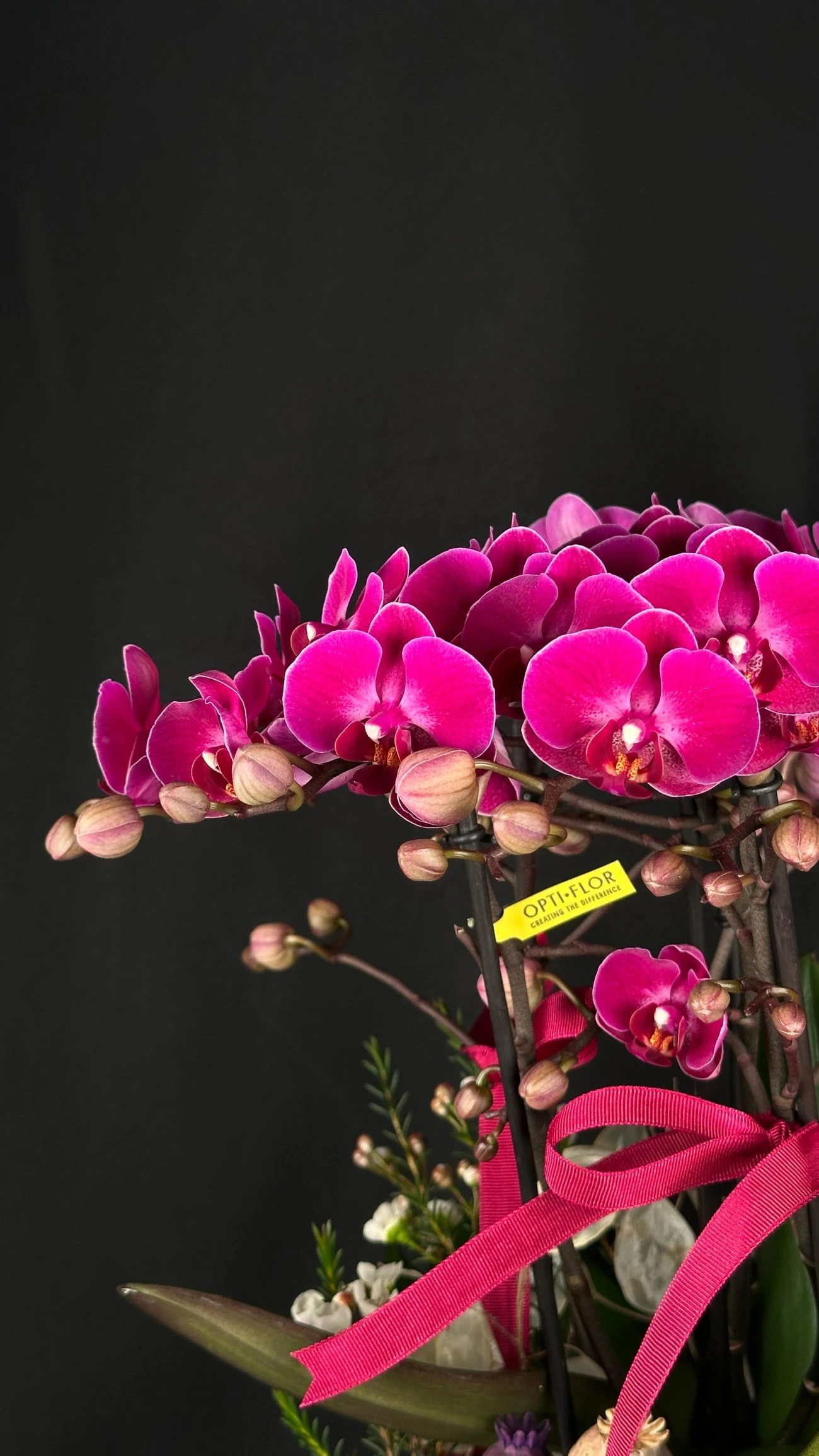 Gizemli Zarafet Mor Orkide Aranjmanı